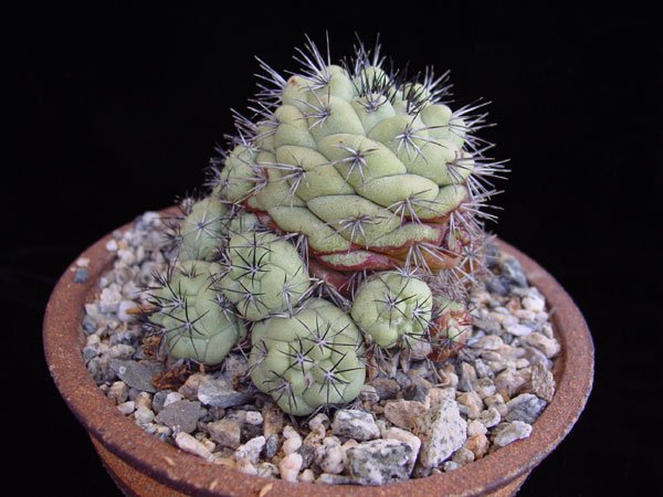 Ortegocactus_macdougallii_2